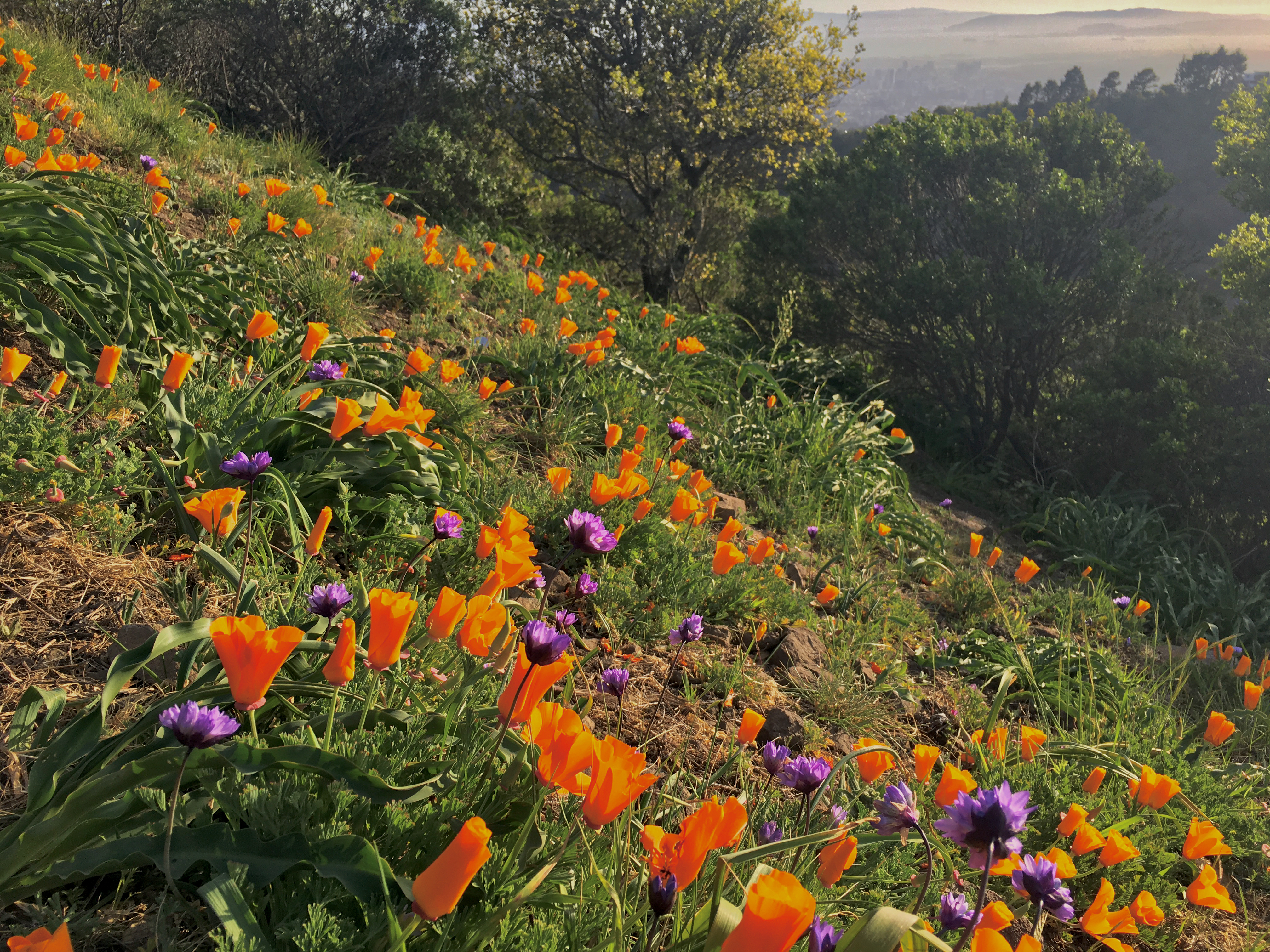 Wildflowers and a distant view of the San Francisco Bay