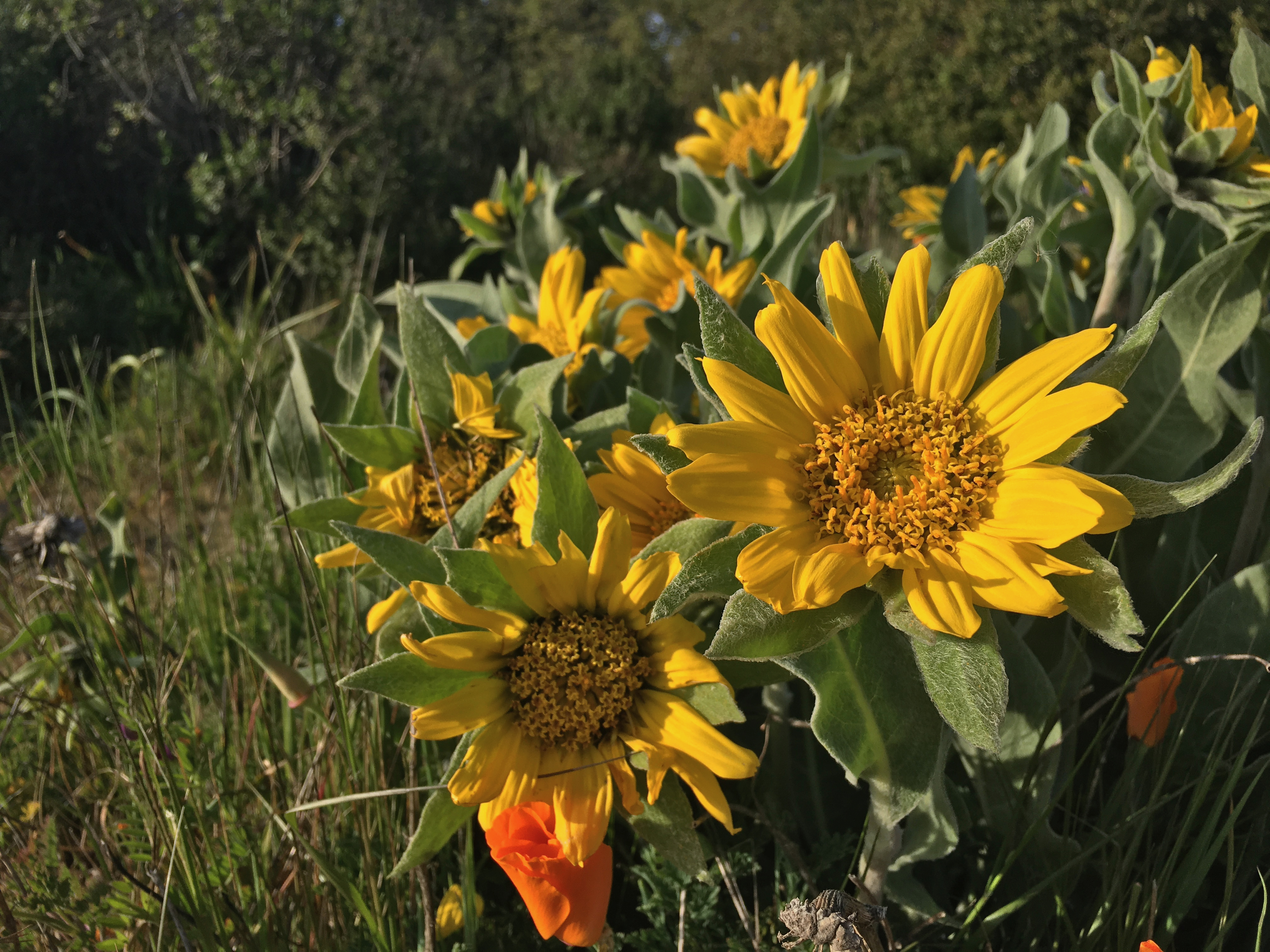 Photo of garden featured in article